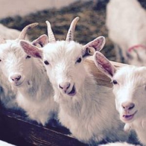 Доклад ФАО об антибиотиках в животноводстве