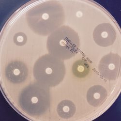 antibiotest 27