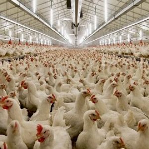 Производители исключают антибиотики в птицеводстве