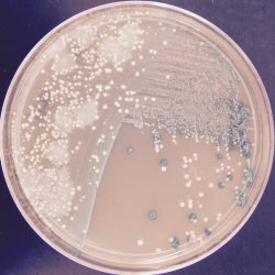 antibiotest_47