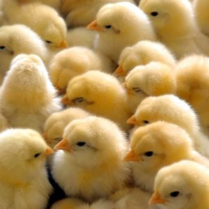 Мировое птицеводство отказывается от антибиотиков?