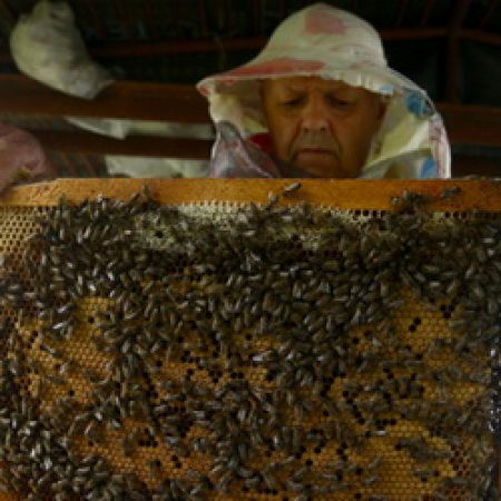 Контроль за медом усилили из-за Китая