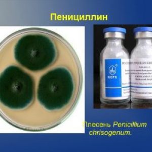 Пенициллин в сыре и варениках