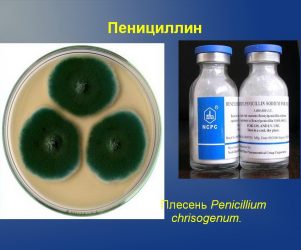 antibiotest_141