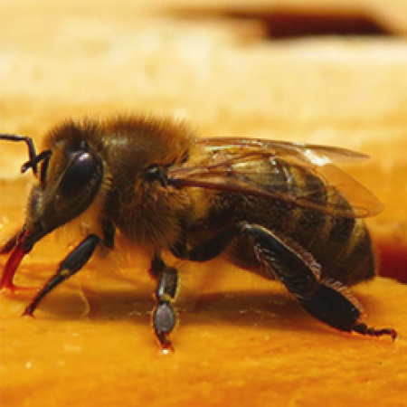 Антибиотики могут быть причиной вымирания пчел