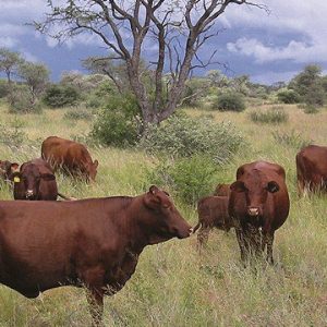 в Намибии запрет на использование антибиотиков у здоровых животных  увеличил экспорт мяса
