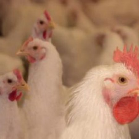 Антибиотики и проблемы кишечника птицы