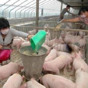 Китай откажется от кормовых антибиотиков к 2020 году