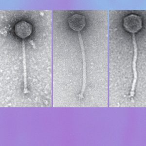 ГМ-бактериофаги против антибиотикорезистентной инфекции