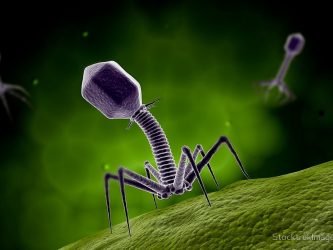 фаготерапия antibiotest_223