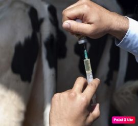 антибиотики в животноводстве