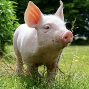 Свиньи без антибиотиков.  Выращено в Дании.