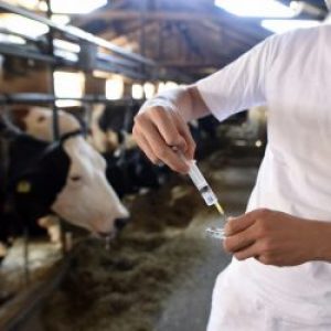 Использование антибиотиков на селе регламентируют